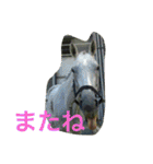 Pferd（個別スタンプ：31）