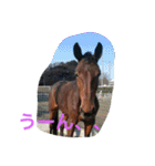 Pferd（個別スタンプ：32）