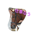 Pferd（個別スタンプ：33）