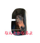 Pferd（個別スタンプ：35）