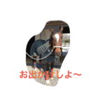 Pferd（個別スタンプ：36）