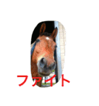 Pferd（個別スタンプ：37）