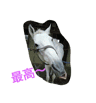 Pferd（個別スタンプ：38）