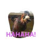 Pferd（個別スタンプ：39）