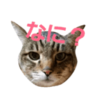 サバトラねこすたんぷ（個別スタンプ：1）