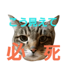 サバトラねこすたんぷ（個別スタンプ：2）
