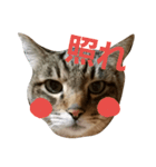 サバトラねこすたんぷ（個別スタンプ：3）