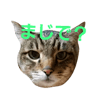 サバトラねこすたんぷ（個別スタンプ：5）