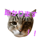 サバトラねこすたんぷ（個別スタンプ：6）