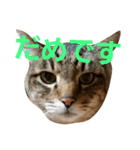 サバトラねこすたんぷ（個別スタンプ：11）