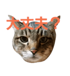 サバトラねこすたんぷ（個別スタンプ：12）