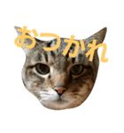 サバトラねこすたんぷ（個別スタンプ：13）
