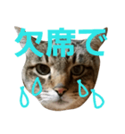 サバトラねこすたんぷ（個別スタンプ：14）