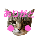 サバトラねこすたんぷ（個別スタンプ：16）