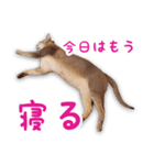 猫のぷうとここ（個別スタンプ：1）