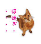 猫のぷうとここ（個別スタンプ：2）