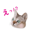 猫のぷうとここ（個別スタンプ：3）