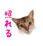 猫のぷうとここ（個別スタンプ：4）
