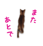 猫のぷうとここ（個別スタンプ：5）