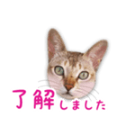 猫のぷうとここ（個別スタンプ：6）