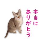 猫のぷうとここ（個別スタンプ：7）