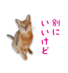 猫のぷうとここ（個別スタンプ：8）