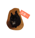 Xian Cao the cat（個別スタンプ：1）