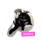 Xian Cao the cat（個別スタンプ：2）