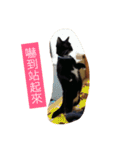 Xian Cao the cat（個別スタンプ：4）
