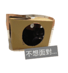 Xian Cao the cat（個別スタンプ：5）