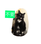 Xian Cao the cat（個別スタンプ：7）
