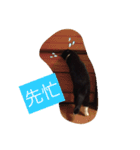 Xian Cao the cat（個別スタンプ：11）