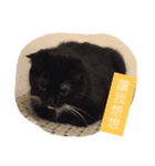 Xian Cao the cat（個別スタンプ：12）