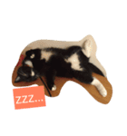 Xian Cao the cat（個別スタンプ：13）