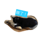 Xian Cao the cat（個別スタンプ：14）