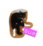 Xian Cao the cat（個別スタンプ：15）