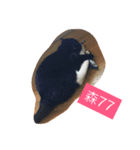 Xian Cao the cat（個別スタンプ：16）
