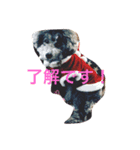 Kajita-ke（個別スタンプ：1）