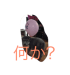 Kajita-ke（個別スタンプ：5）