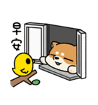 柴犬アワの日常（個別スタンプ：3）