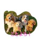 愉快なワンズたち（個別スタンプ：5）