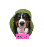 愉快なワンズたち（個別スタンプ：7）