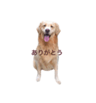 ゴールデンレトリバー ローズ（個別スタンプ：1）