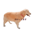 ゴールデンレトリバー ローズ（個別スタンプ：10）