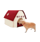 ゴールデンレトリバー ローズ（個別スタンプ：12）