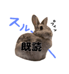 RABBIT1010TOTO2（個別スタンプ：1）