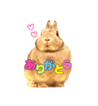 RABBIT1010TOTO2（個別スタンプ：3）