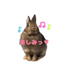 RABBIT1010TOTO2（個別スタンプ：6）