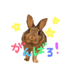 RABBIT1010TOTO2（個別スタンプ：24）