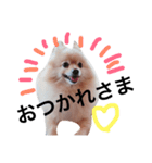 ポメラニアンのライさん（個別スタンプ：1）